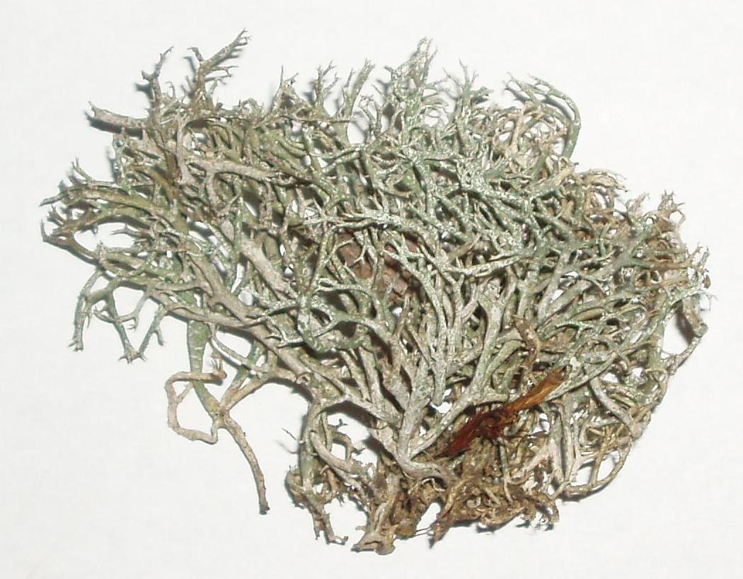 Cladonia...da identificare